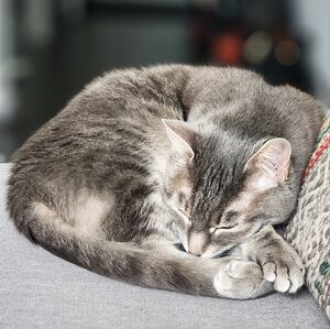 Meet your Posher, Gisele